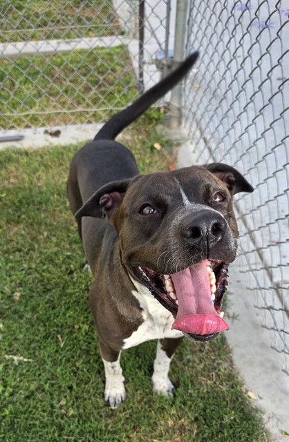 Disco, a Pit Bull Terrier, available for adoption