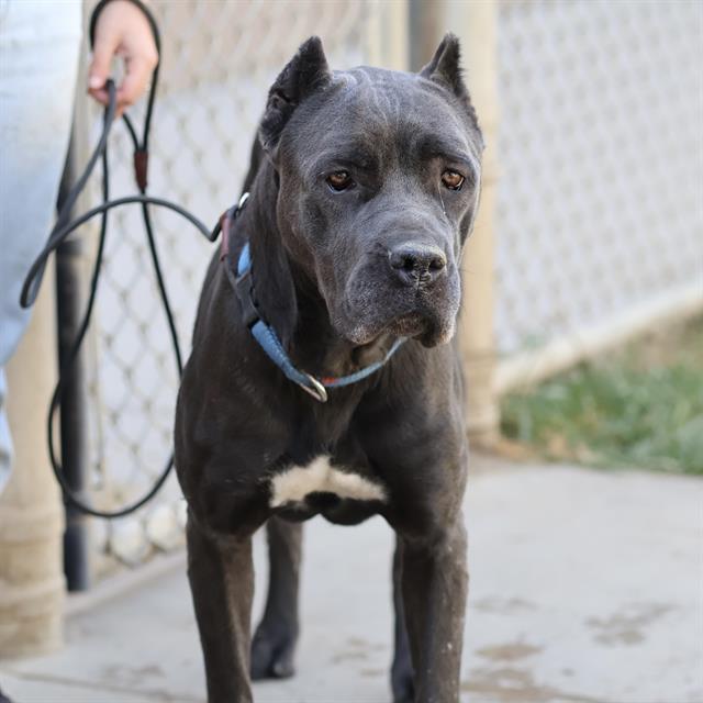 Nevah, a Cane Corso Mastiff, available for adoption