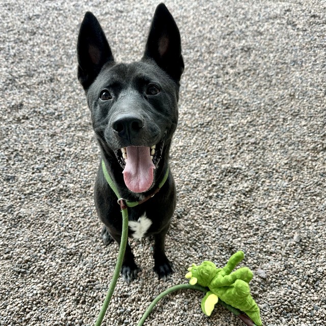 Messiah, a Australian Kelpie (mix breed), available for adoption