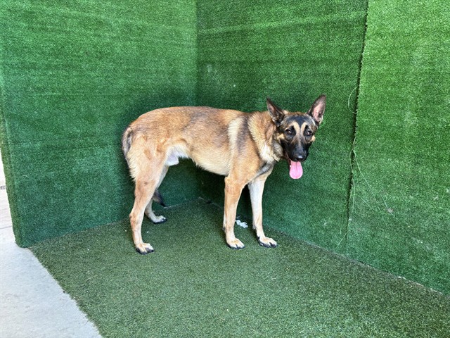 Harrison, a Belgian Shepherd Malinois, available for adoption