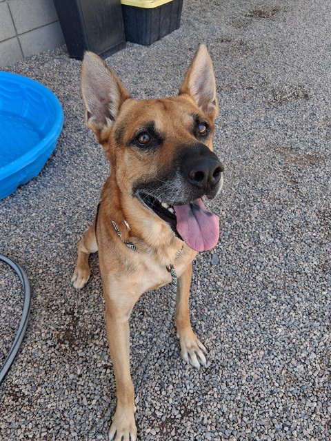 Remmi, a German Shepherd (mix breed), available for adoption