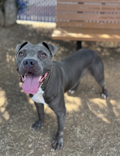 Mac, a Pit Bull Terrier, available for adoption