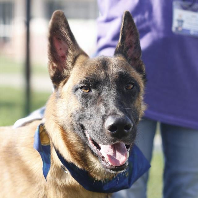 Samsung, a Belgian Shepherd Malinois, available for adoption