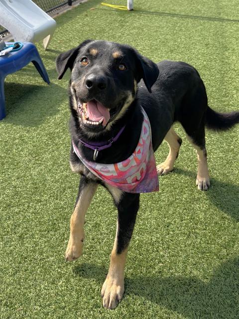 Rocky, a Sheep Dog (mix breed), available for adoption
