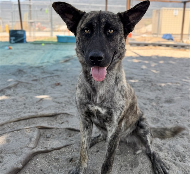Matisse, a Dutch Shepherd (mix breed), available for adoption