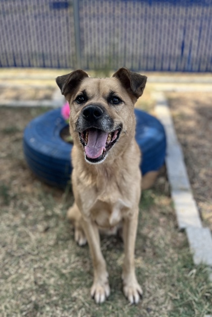 Cash, a Labrador Retriever, available for adoption