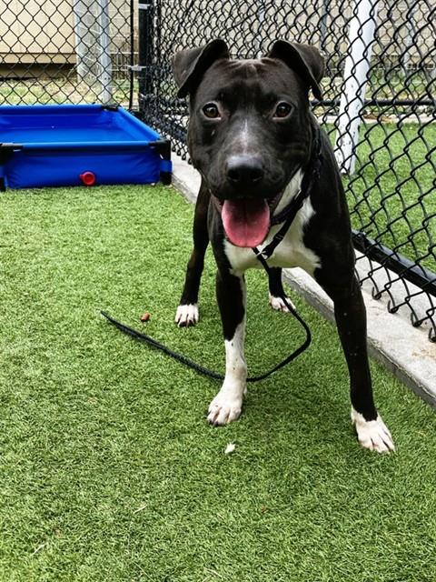 Toney, a Pit Bull Terrier (mix breed), available for adoption