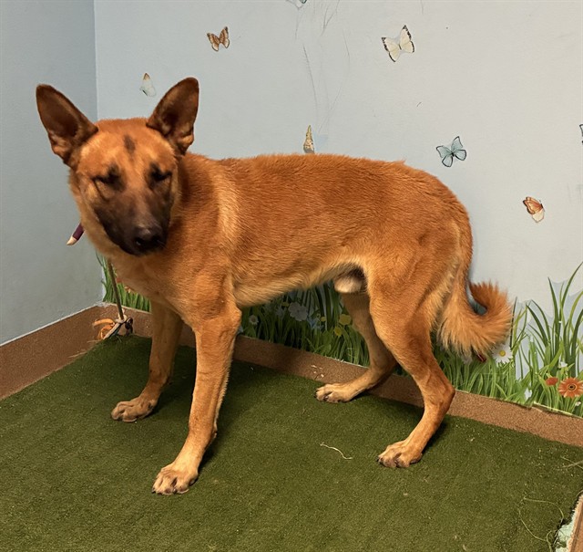 Dale, a German Shepherd, available for adoption