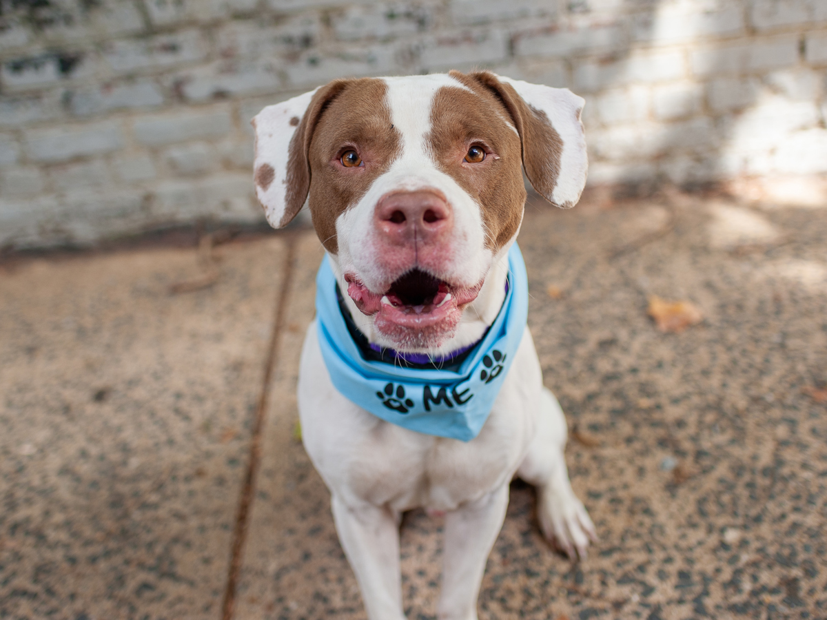 Mylo, a Pit Bull Terrier, available for adoption