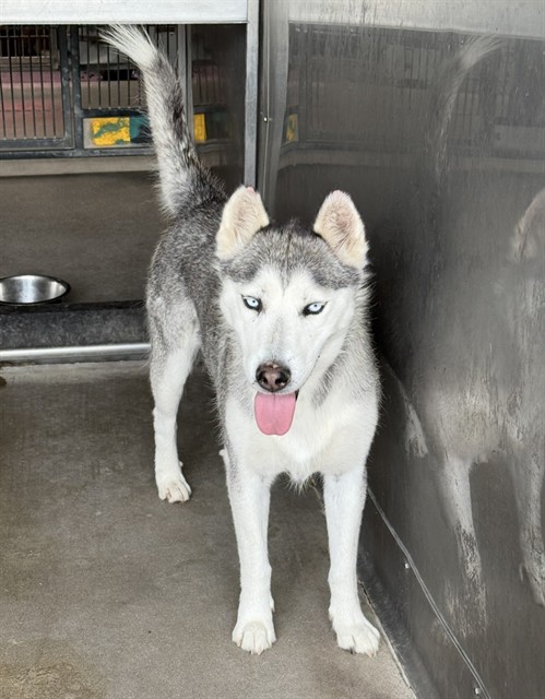 Storm, a Siberian Husky, available for adoption