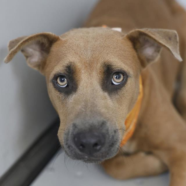 Canela Delight, a American Staffordshire Terrier (mix breed), available for adoption