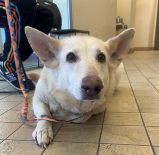 Princess, a German Shepherd (mix breed), available for adoption