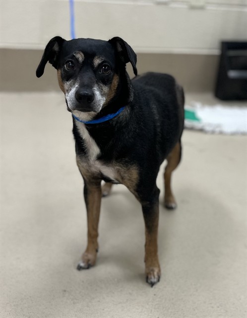 Gaia, a Entlebucher, available for adoption