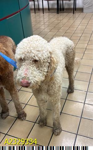 Diego, a Poodle, available for adoption