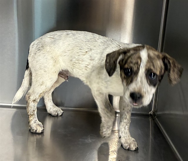 Tom, a Cattle Dog, available for adoption