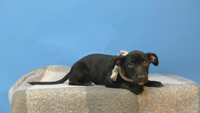 Pepsi, a Labrador Retriever, available for adoption