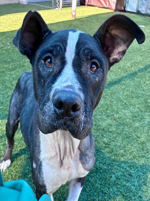 Lillibet, a Pit Bull Terrier, available for adoption