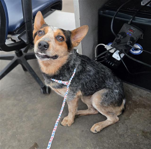 Giuseppe, a Australian Cattle Dog/Blue Heeler (mix breed), available for adoption