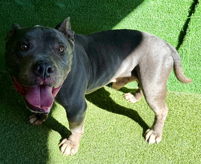 Jesse, a Pit Bull Terrier, available for adoption