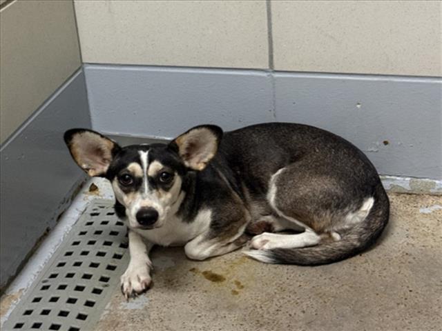 Peggy, a Chihuahua (mix breed), available for adoption