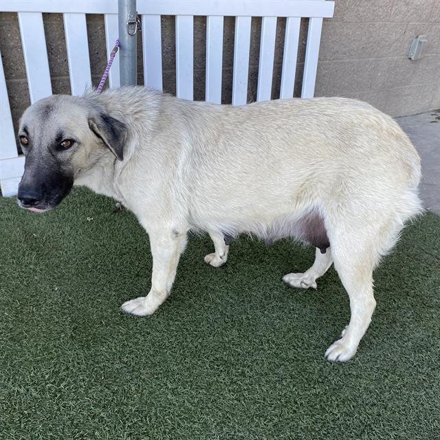 Mummy, a Anatolian Shepherd, available for adoption