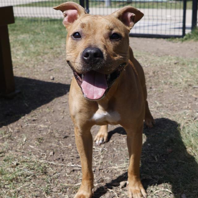 Nami, a American Staffordshire Terrier (mix breed), available for adoption