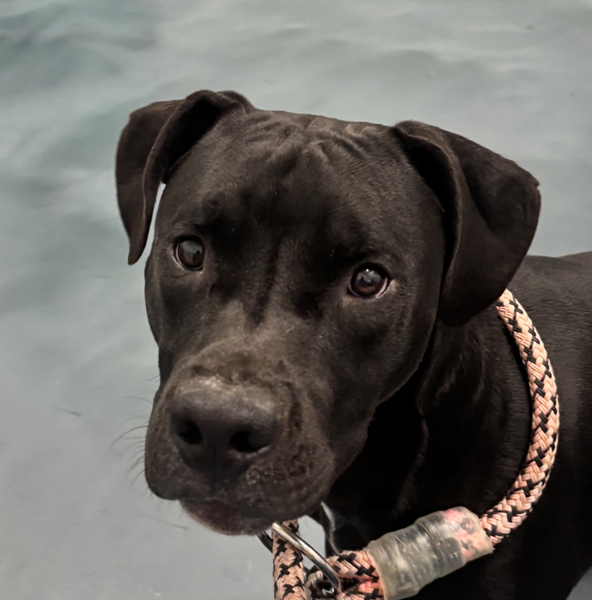 Mickey, a Pit Bull Terrier, available for adoption