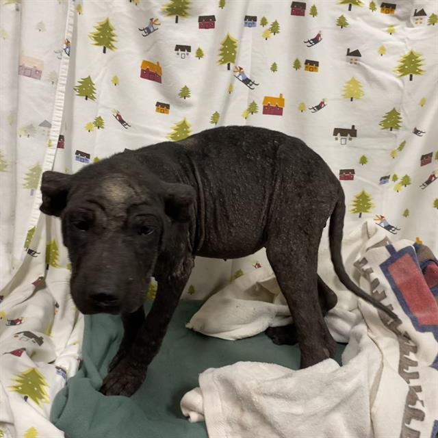Zuri, a Cane Corso Mastiff, available for adoption