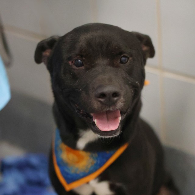 Dimitri, a American Staffordshire Terrier (mix breed), available for adoption