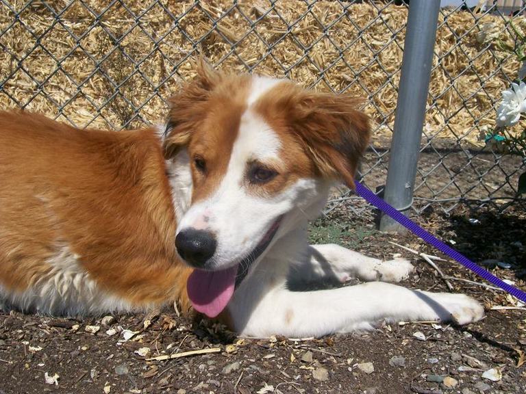 Other Photos of thie Dog