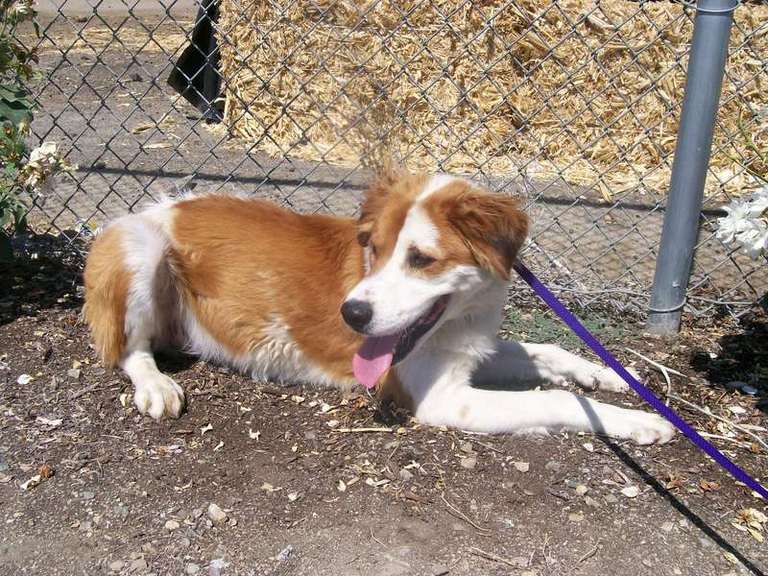 Other Photos of thie Dog