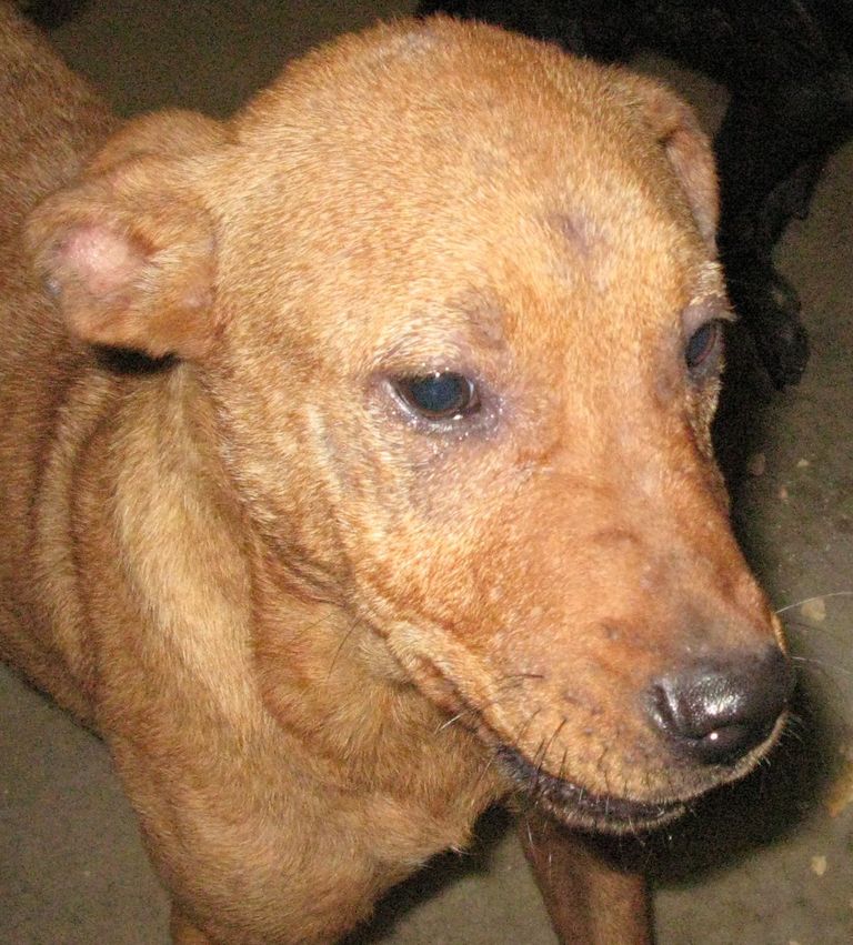 Other Photos of thie Dog