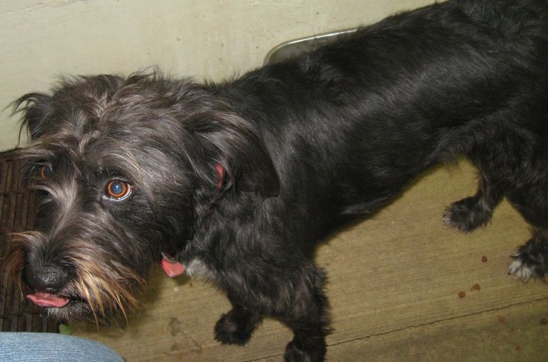 Other Photos of thie Dog