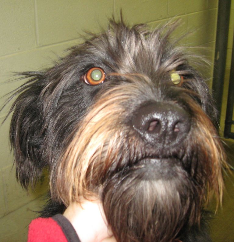 Other Photos of thie Dog