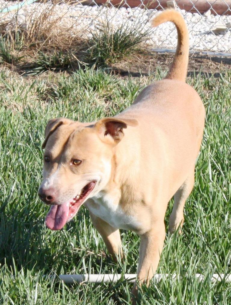 Other Photos of thie Dog