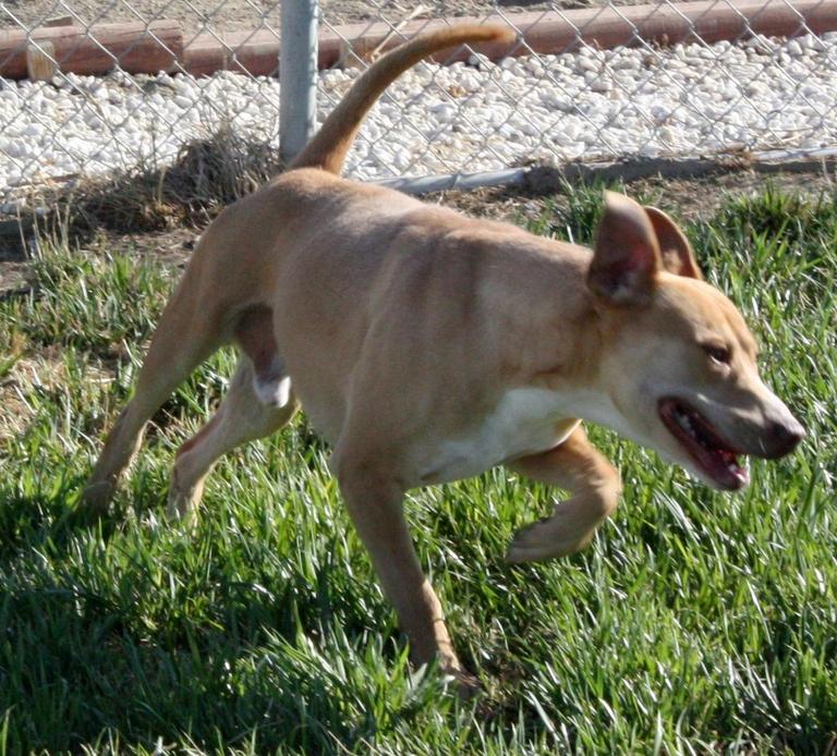 Other Photos of thie Dog