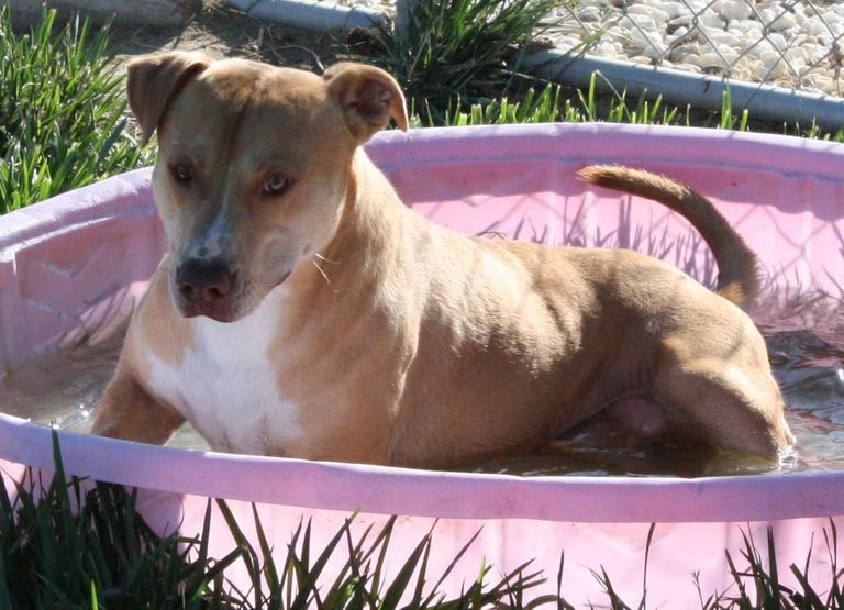 Other Photos of thie Dog