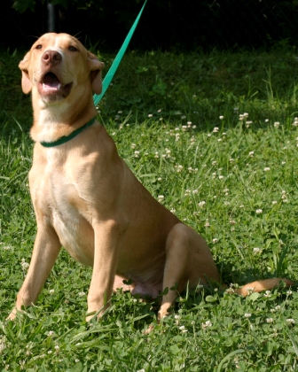 Other Photos of thie Dog