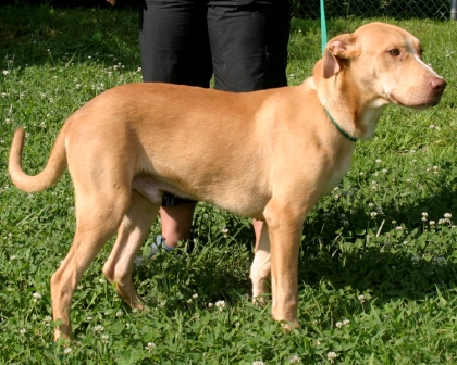 Other Photos of thie Dog