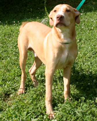 Other Photos of thie Dog