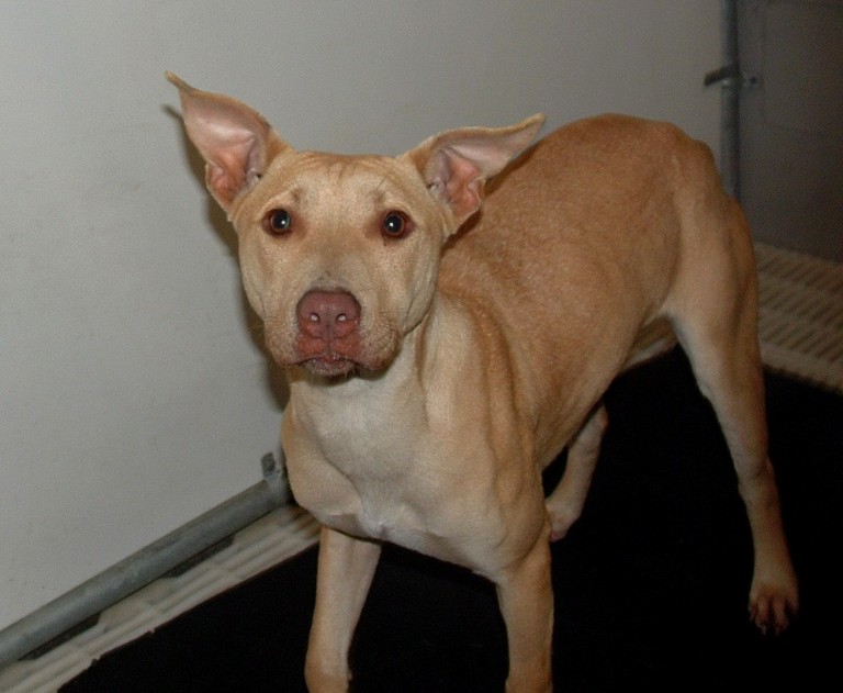 Other Photos of thie Dog