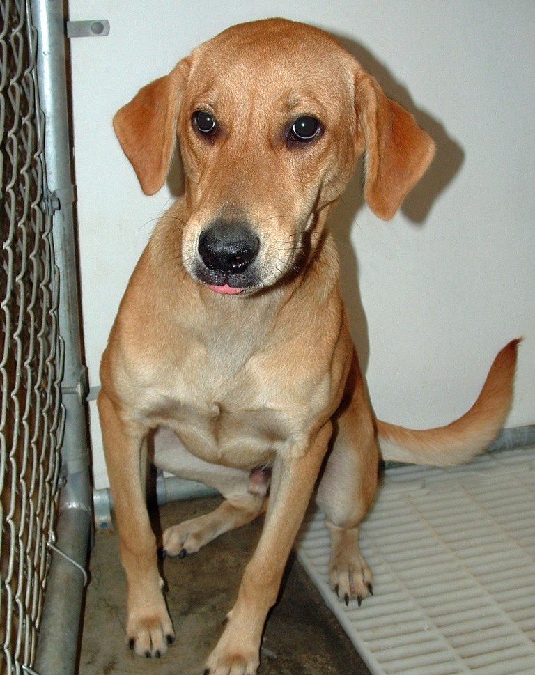 Other Photos of thie Dog