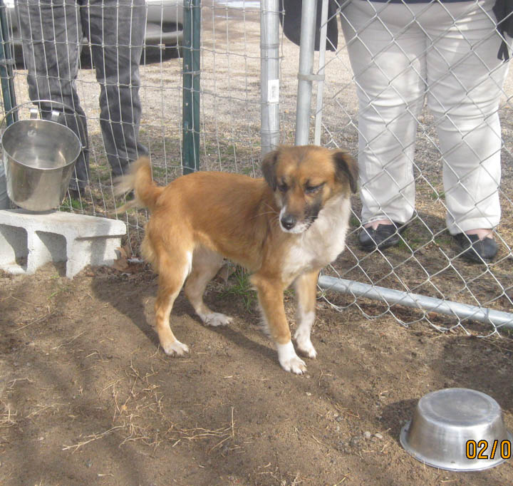 Main Photo of this Dog