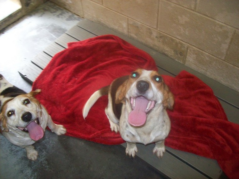 Other Photos of thie Dog