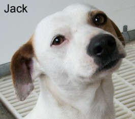 Other Photos of thie Dog