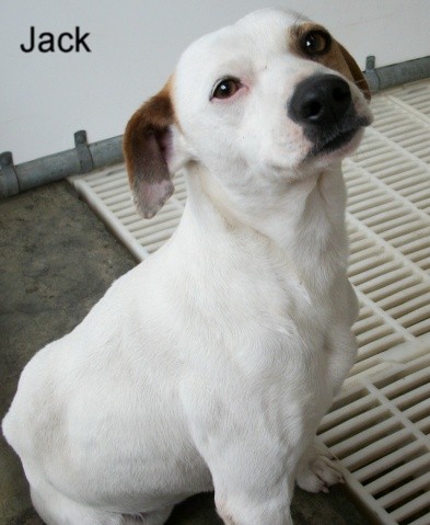 Other Photos of thie Dog