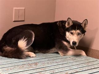 Other Photos of thie Dog