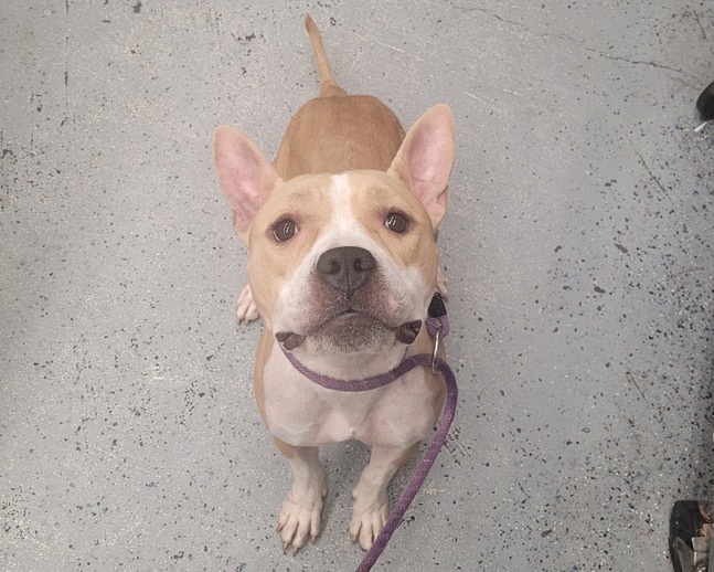 Main Photo of this Dog
