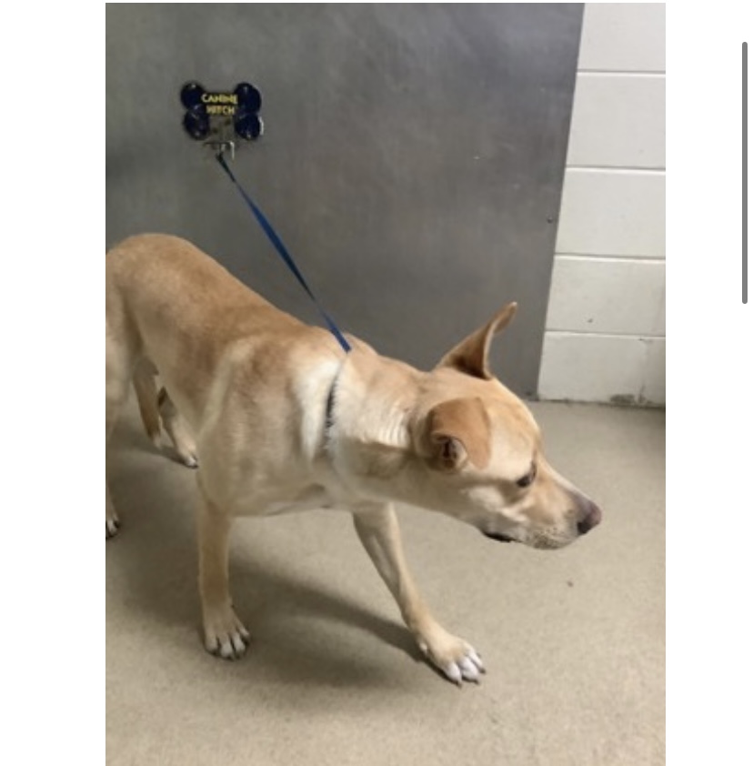 Other Photos of thie Dog