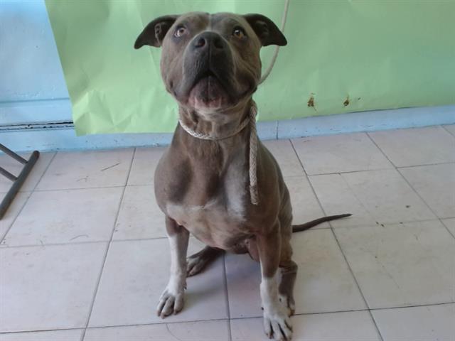 Other Photos of thie Dog